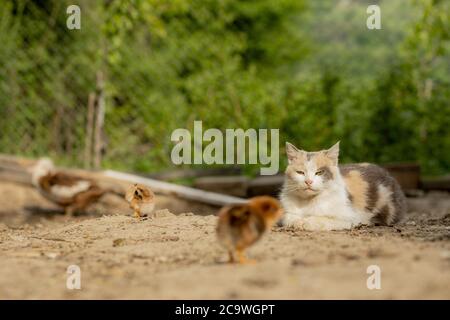 cat hunts on little chicken in the yard Stock Photo