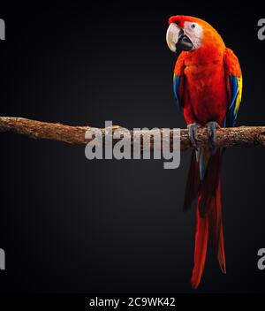Macaw Parrot isolated on black background Stock Photo