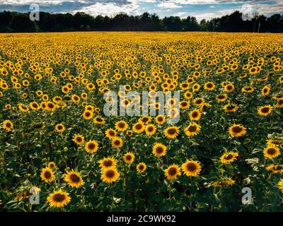 Field of sunflowers at summer day, aerial view Stock Photo