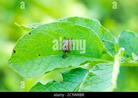 Colorado beetle on the leaf of the potato. Adult insect. Plant damaged pest. Agricultural problems. Green background Stock Photo