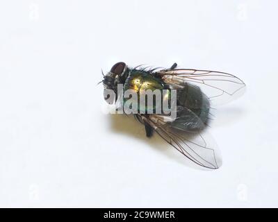 Low angle macro of a common house fly Stock Photo