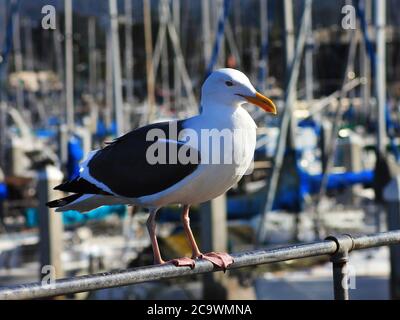 Focuse on lone sea gull perched on a rail Stock Photo