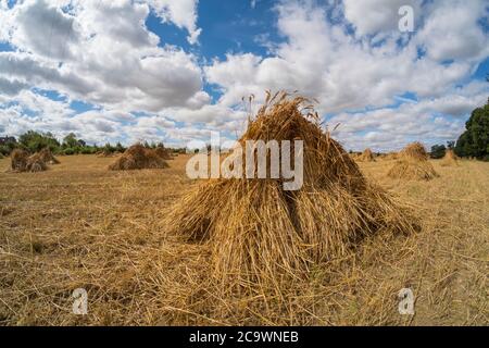 Wheat  in wheat sheaves,  Suffolk, UK field. Stock Photo