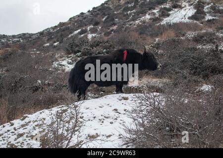 Brown yak in the snowy mountains nearby Ledar village, trekking Annapurna circuit, Himalaya, Nepal, Asia Stock Photo