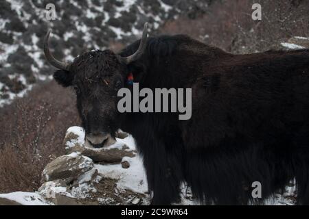 Brown yak in the snowy mountains nearby Ledar village, trekking Annapurna circuit, Himalaya, Nepal, Asia Stock Photo