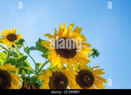 Bumblebees flying on the self grown, yellow sunflowers in my parents garden, backlit by the summer sun Stock Photo