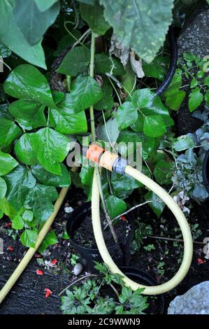 using seep hose to water runner bean plants in rural garden Stock Photo
