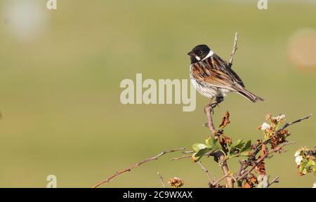 Singing male Reed Bunting at Spurn Stock Photo