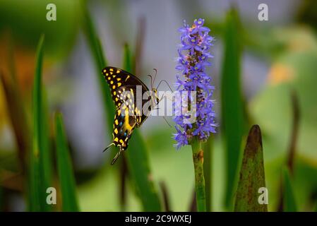 Palamedes Swallowtail Butterfly collecting pollen from a Pickerel Weed purple flower. Stock Photo