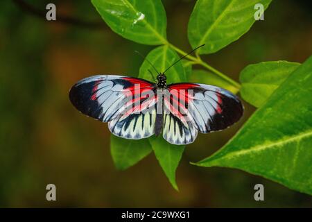 Piano Key Butterfly resting on a plant Stock Photo