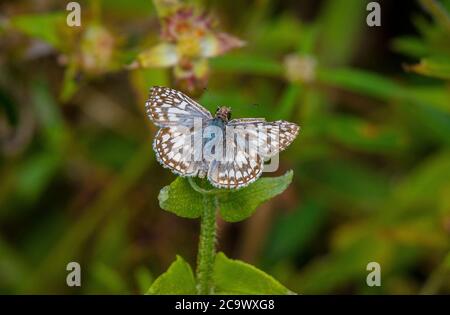 Tropical Checkered Skipper Butterfly resting on a plant Stock Photo