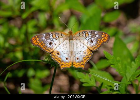 White Peacock Butterfly resting on a plant Stock Photo