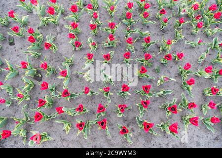 Growing perfect scarlet red tulips. Beautiful tulip fields. Field of tulips. Springtime bloom. Gardening tips. Growing flowers. Growing bulb plants. Enjoying nature. Soil for growing flowers. Stock Photo
