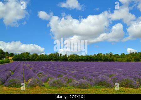 Lavender growing in Cowshed Field, Castle Farm, Kent, near Eynsford and Lullingstone. August 2nd. The farm is a popular destination for London daytrip