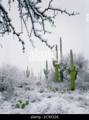 Tucson  AZ  / JAN A dawn snowfall coats a stand of healthy saguaro cacti below the south face of the Santa Catalina Mountains northeast of Tucson. Toy Stock Photo