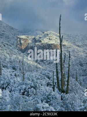 Santa Catalina Mountains  Coronado NF  AZ / JAN A rare desert snow coats the Sonoran desert type landscape in the foothills north of Tucson. Stock Photo