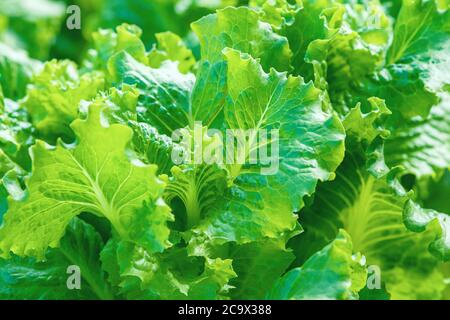 green leaf lettuce growing in vegetable garden on sunny day Stock Photo