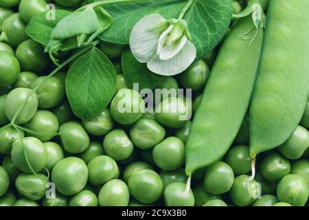 fresh green peas background with pea pods and flower on top Stock Photo