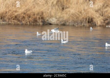 mediterranean gull flies over blue water in sunset over other mediterranean gulls sitting on the water, by day Stock Photo