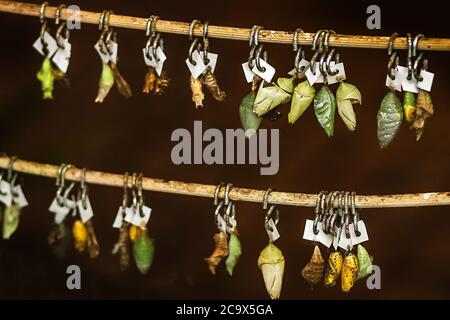 Butterfly pupae hang on a branch. Butterfly farm. Sale and breeding  Stock Photo