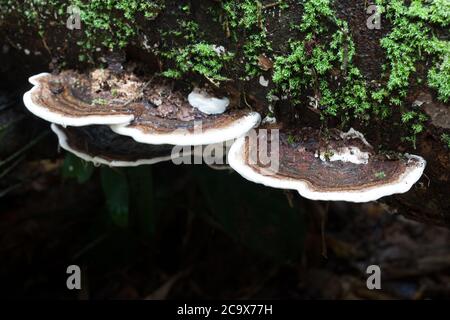 Artist's Bracket Fungus (Ganoderma australe) growing on fallen log. August 2020. Diwan. Daintree National Park. Queensland. Australia. Stock Photo