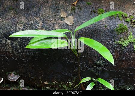 Needle Berry (Rhaphidophora australasica) young growth on log. A rainforest vine. August 2020. Diwan. Daintree National Park. Queensland. Australia. Stock Photo