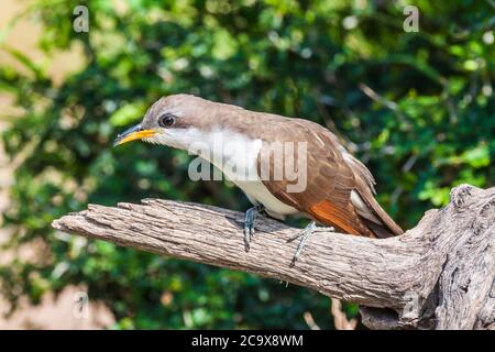 Yellow-billed Cuckoo, Coccyzus americanus, sometimes called the 'rain crow' -refer to a perception that the bird has a habit of calling on hot days.