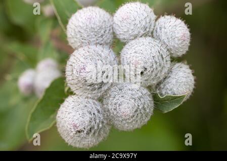 Arctium, burdock flowers in meadow closeup selective focus Stock Photo