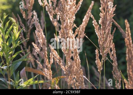 Calamagrostis epigejos, wood small-reed, bushgrass grass inflorescence in forest selective focus Stock Photo