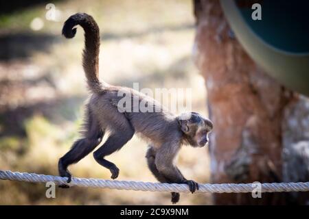 A Tufted Capuchin monkey walking on a rope in the sunshine Stock Photo