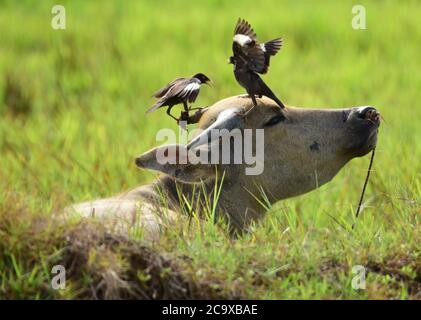 Beijing, China's Hainan Province. 2nd Aug, 2020. Birds stand on the head of a water buffalo in Jiaji Town, Qionghai City, south China's Hainan Province, Aug. 2, 2020. Credit: Meng Zhongde/Xinhua/Alamy Live News Stock Photo