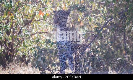 side view of a female leopard resting in shade at masai mara