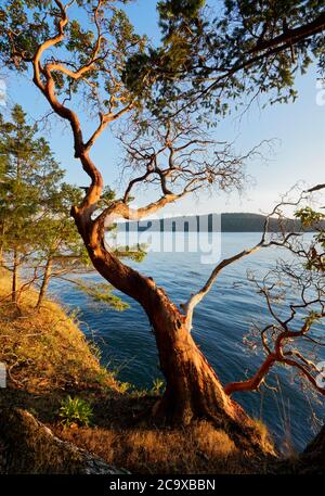 Pacific madrone (Arbutus menziesii) overlooking Skagit Bay, Skagit Island Marine State Park, Skagit County, Washington State, USA Stock Photo