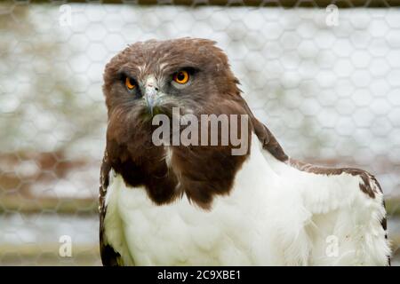 Portrait of Martial eagle, a big african bird of prey Stock Photo