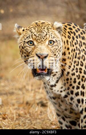 African leopard in the African savannah walking among the grasses in the Kruger National Park. Stock Photo