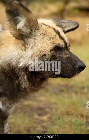 African Wild Dogs in the bushveld, Namibia. Africa Stock Photo - Alamy