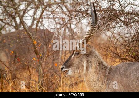 Male Kudu antelope among bushes observing the females of his harem and eating herbs in the Kruger National Park in South Africa. Stock Photo