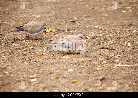 Pigeon searching for grains and insects on the savanna in the Kruger National Park in South Africa. Stock Photo