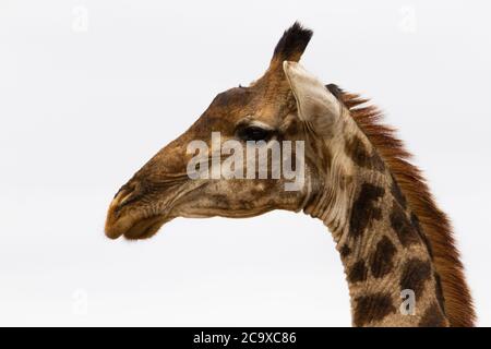 Head of adult reticulated giraffe in african savana in kruger park.
