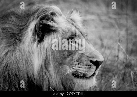 Close-up of the head of a young lion in the African savannah where the developing mane is seen (Black and white). Stock Photo