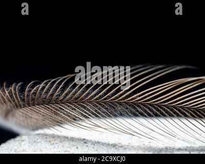 Emu Feather on a dark background Stock Photo