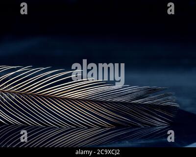 Emu Feather on a dark background Stock Photo