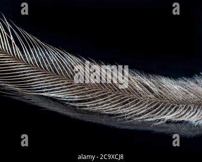 Emu Feather on a dark background Stock Photo
