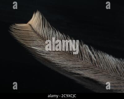 Emu Feather on a dark background Stock Photo
