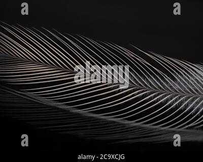 Emu Feather on a dark background Stock Photo