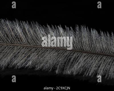 Emu Feather on a dark background Stock Photo