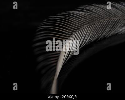Emu Feather on a dark background Stock Photo