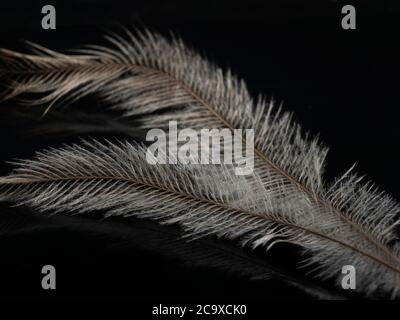 Emu Feather on a dark background Stock Photo