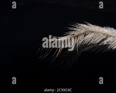 Emu Feather on a dark background Stock Photo