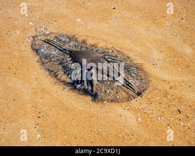 Elephant Fish (Ghost Shark) egg sac (mermaids purse) on the beach at Wilsons Promontory National Park Stock Photo